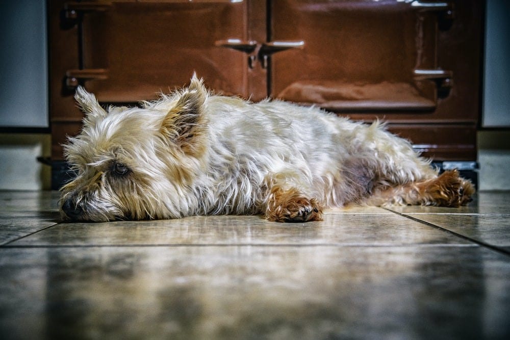 close photography of dog lying on floor